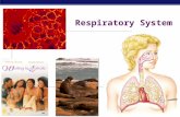 AP Biology 2008-2009 Respiratory System Regents Biology DO NOW  Brain Pop Video: Respiratory SystemRespiratory System.