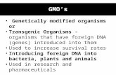 Genetically modified organisms or Transgenic Organisms - organisms that have foreign DNA (genes) introduced into them Used to increase survival rates Introducing.