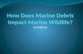 NAMEPA. Marine debris can have serious impacts on both marine wildlife and humans. Debris can entangle, maim, and even drown many wildlife species.