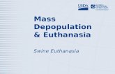 Mass Depopulation & Euthanasia Swine Euthanasia. Euthanasia – Transitioning painlessly and stress-free as possible Mass Depopulation – Large numbers,
