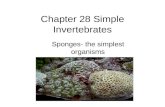 Chapter 28 Simple Invertebrates Sponges- the simplest organisms.