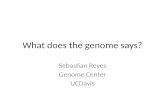 What does the genome says? Sebastian Reyes Genome Center UCDavis.