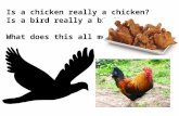 Is a chicken really a chicken? Is a bird really a bird? What does this all mean???
