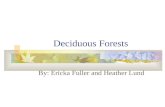 Deciduous Forests By: Ericka Fuller and Heather Lund.