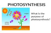 PHOTOSYNTHESIS What is the purpose of photosynthesis?