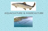 AQUACULTURE & MARICULTURE. AQUACULTURE The broad term “aquaculture” refers to the breeding, rearing, and harvesting of plants and animals in all types.