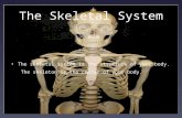 The Skeletal System The skeletal system is the structure of your body. The skeleton is the center of your body.