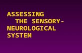 ASSESSING THE SENSORY- NEUROLOGICAL SYSTEM. Structures 4 Cerebrum  Cortex 4 Frontal lobe  Temporal lobe 4 Parietal lobeOccipital lobe 4 Thalamus  Hypothalamus.