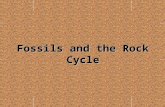 Fossils and the Rock Cycle. h ^ The rock cycle explains how one type of rock can be transformed into another in nature.