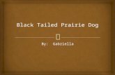 By: Gabriella.  Physical Characteristics  The black tailed prairie dog is 12-15 inches.  The black tailed prairie dog weighs 1-3 pounds.  The black.