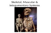 Skeletal, Muscular & Integumentary Systems The skeleton provides an anchor for the muscles that move the body. There are 206 bones in a human adult as.