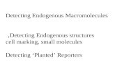 Detecting Endogenous Macromolecules Detecting Endogenous structures, cell marking, small molecules Detecting ‘Planted’ Reporters.