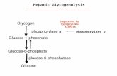 Hepatic Glycogenolysis phosphorylase b regulated by hypoglycemic signals.
