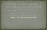Energy Flows and Matter Cycles. Primary Producers – autotrophs capable of converting solar energy into chemical energy (plants, photosynthetic protists,