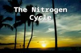 The Nitrogen Cycle. The Nitrogen Cycle Represents one of the most important nutrient cycles found in terrestrial ecosystems. Model that describes the.