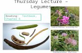 Thursday Lecture – Legumes Reading: Textbook, Chapter 6.