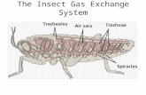 The Insect Gas Exchange System. An X-ray of the yellow mealworm beetle - revealing the system of white tubes or tracheae running through its body.