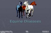 Equine Diseases Stephen R. Schafer, EdD 2006 University of Wyoming D. Karen Hansen, PhD 2001 University of Wyoming.