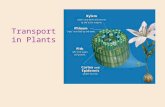 Transport in Plants. Plants require: CO 2 Light O2O2 H2OH2O Minerals Macronutrients (besides C, H, O) Ca, K, Mg, N, P, S Micronutrients B, Cl, Cu, Fe,