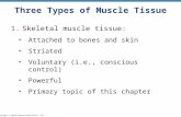 Copyright © 2010 Pearson Education, Inc. Three Types of Muscle Tissue 1.Skeletal muscle tissue: Attached to bones and skin Striated Voluntary (i.e., conscious.