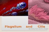 Flagellum and Cilia By Corey Carr and E.J. Kugler.