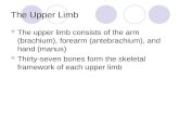 The Upper Limb The upper limb consists of the arm (brachium), forearm (antebrachium), and hand (manus) Thirty-seven bones form the skeletal framework of.