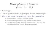 Drosophila – 2 lectures (½ – 1- ½ ) Cleavage View -gastrulation, organogen. frame metamorph. Once we know the embryo, meet the molecules Because this is.