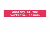 Anatomy of the vertebral column. Objectives 1.Describe the general structure of the vertebra 2.Describe the structure of the atypical cervical vertebrae.