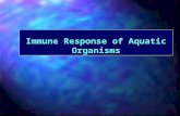 Immune Response of Aquatic Organisms. Preliminary Concepts n Disease problems have grown proportionally with the intensive or expansive culture of aquaculture.