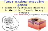 Tumor marker-encoding genes: a bunch of mysterious diamonds in the pile of evolutionary compost A.V. Baranova, George Mason University.