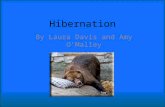 Hibernation By Laura Davis and Amy O’Malley. Preparation Late summer and fall Find location in which to safely hibernate – Areas not accessible by predators.