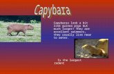 Is the largest rodent Capybaras look a bit like guinea pigs but much larger! They are excellent swimmers, they usually live near to water.