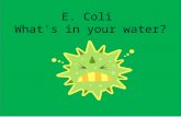 E. Coli What's in your water?. Have you ever wondered what is in your water?