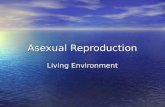 Asexual Reproduction Living Environment. Mitosis animation: Mitosis animation:  bin/jpbrody/animation/files/6- 973887139.html.