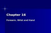 Chapter 16 Forearm, Wrist and Hand. Overview The carpus, or wrist, represents a highly complex anatomic structure, comprising: The carpus, or wrist, represents.