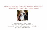 Understanding Shelter Animal Behavior: Now more important than ever! Amy Marder, VMD, CAAB Adjunct Assistant Professor Cummings School of Veterinary Medicine.