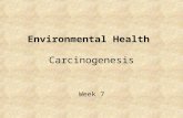 Environmental Health Carcinogenesis Week 7. Genotoxicity: toxic effects on genetic material Cancer Developmental (gestational timing crucial) Somatic.