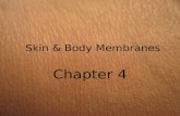 Skin & Body Membranes Chapter 4. Classification of Body Membranes Two major categories (classified by tissue makeup): –Epithelial Tissue – covering and.