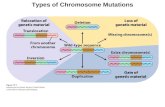 Types of Chromosome Mutations. Aneuploidy (2n +/- m) Aneuploids differ from wild-type individuals by part of a chromosome set. Nondisjunction is a common.