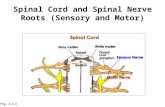 Spinal Cord and Spinal Nerve Roots (Sensory and Motor) Fig. 1.4.1.