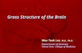 Gross Structure of the Brain Won Taek Lee, M.D., Ph.D. Deptartment of Anatomy Yonsei Univ. College of Medicine Won Taek Lee, M.D., Ph.D. Deptartment of.