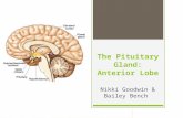 The Pituitary Gland: Anterior Lobe Nikki Goodwin & Bailey Bench.