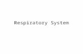 Respiratory System. Respiratory System: Overview Figure 17-2 b: Anatomy Summary.