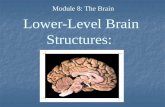 Lower-Level Brain Structures: Module 8: The Brain.