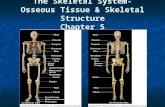 The Skeletal System- Osseous Tissue & Skeletal Structure Chapter 5.