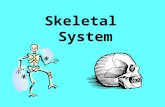 Skeletal System. Fun Facts A giraffe has the same # of bones in the neck as humans do Bones are 14% of your body weight Bone is 5x as strong as steel.