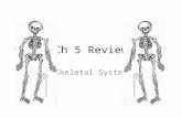 Ch 5 Review Skeletal System. Identify structure A.Periosteum B.Diaphysis C.Epiphysis D.Spongy bone.