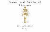 Bones and Skeletal Tissues Dr. Anderson GCIT. Cartilage Skeletal Cartilage – softer than bone, precedes bones in human embryos – Surrounded by perichondrium,