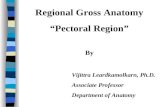 Regional Gross Anatomy “Pectoral Region” By Vijittra Leardkamolkarn, Ph.D. Associate Professor Department of Anatomy.