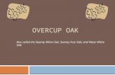 OVERCUP OAK Also called the Swamp White Oak, Swamp Post Oak, and Water White Oak.